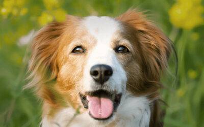 Schüssler Salze für den Hund